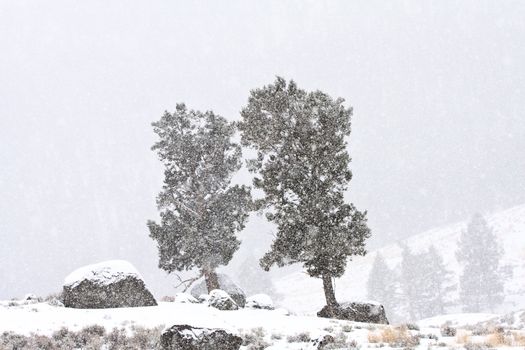 Yellowstone Park Wyoming Winter Snow