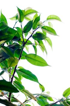 Home plant with white background  (against the light)