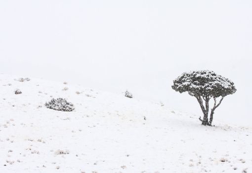 Yellowstone Park Wyoming Winter Snow