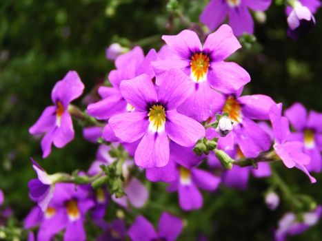 Bunch of pink flowers