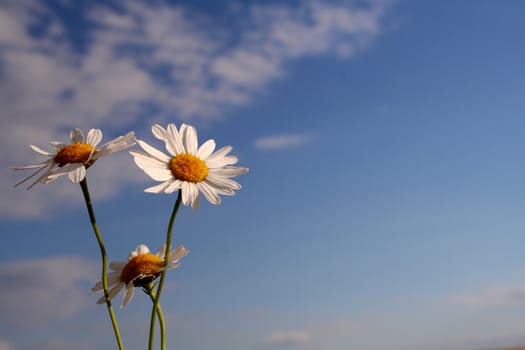 Camomile in the filed in summer