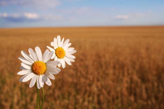 Camomile on the corn field with nice blue sky