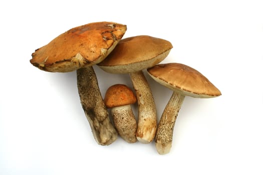 Isolated mushrooms on white background