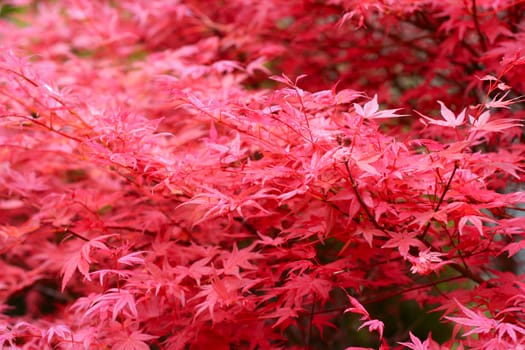 Red leaf texture - maple tree leafs