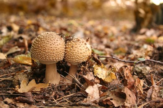 Inedible toadstool (mushroom) in the wood