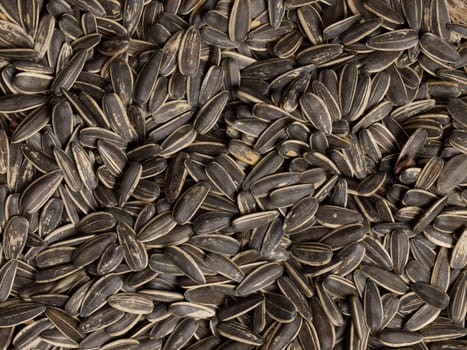 close up of a heap of sunflower seeds