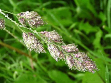 Wet grass after rain