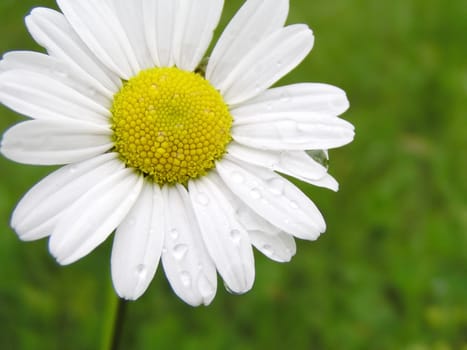 Marguerite with water drops on the grass background (after rain)