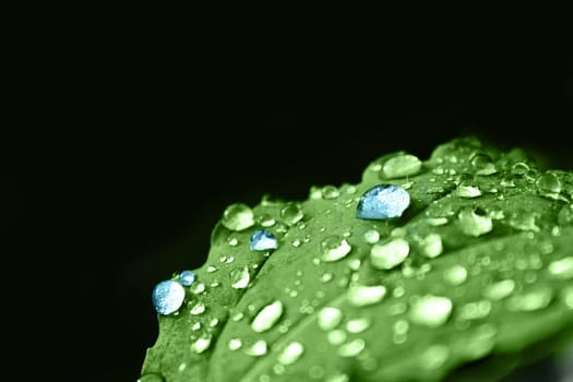 Green leaf with blue dew on a black background