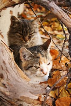 Autumn kittens in colorful leafs