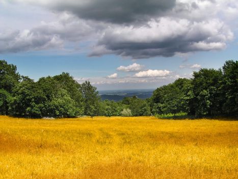 Golden Corn field - colorful landscape