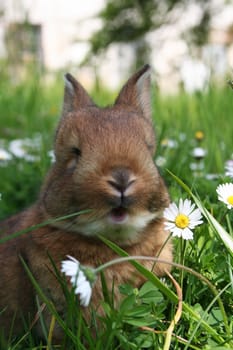 Easter Rabbit in fresh green grass