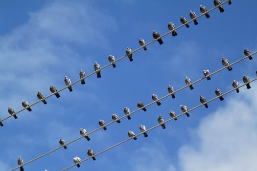 Group of birds on electric wire over blue sky