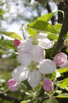 Beautiful blossom flowers on a tree