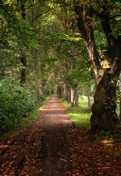 Forest path at the begining of autumn