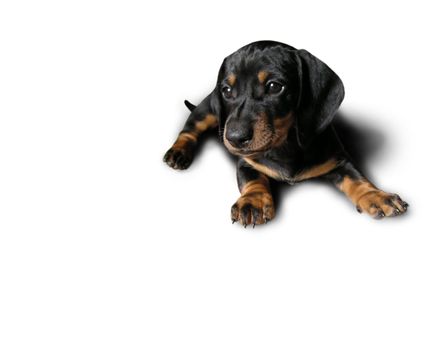 Cute puppy on white background