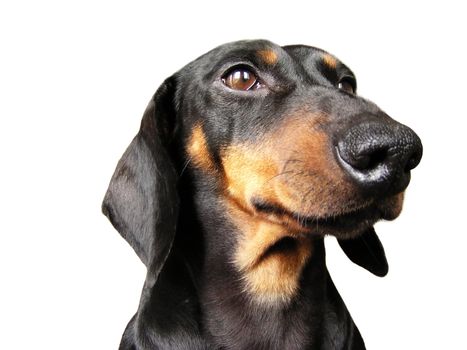 Dachshund portrait on white background