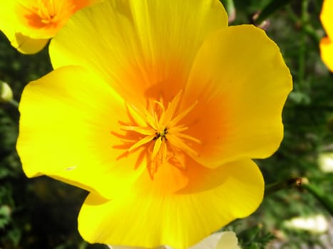 Spring marsh marigold