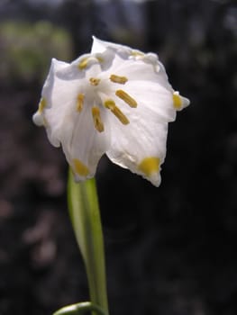 Snowflake flower
