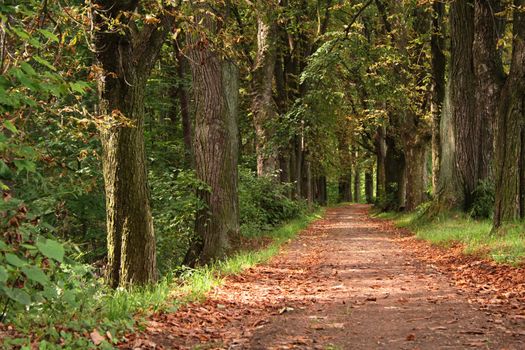 Forest way in the autumn