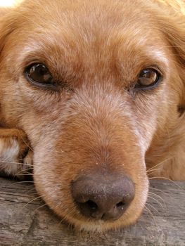 Dog face - close up shot