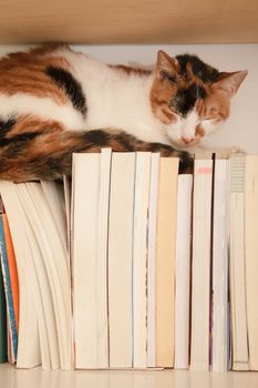 Pet of cat sleep on books in home.