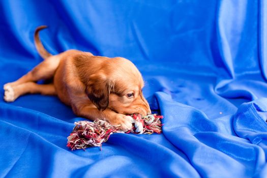 A brown saluki pup lying on blue background
