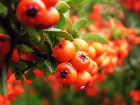 Ripe red rowan berries with green leaves