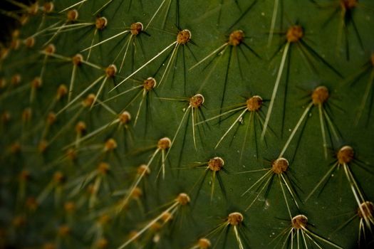 Cactus close-up - surface structure with thorns