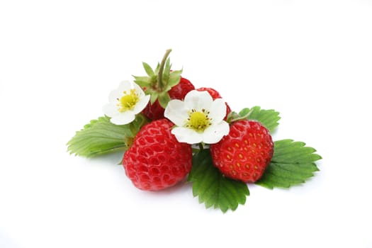 Strawberries (fruit, leafs and flowers) on white background