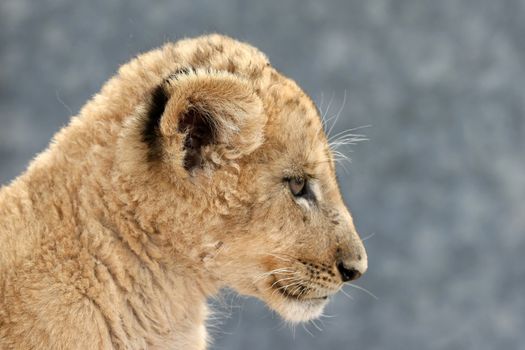 Profile of a small and furry lion cub