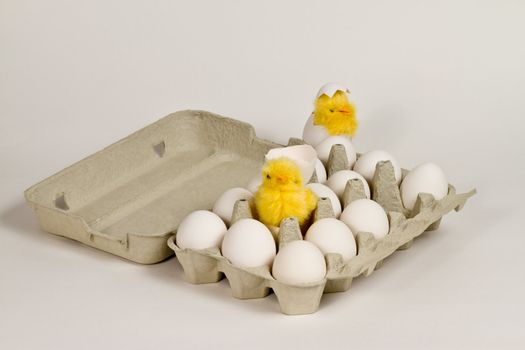 Newly hatched toy chicks in eggbox with white eggs.