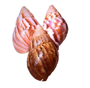 Three seashells isolated on a white background.