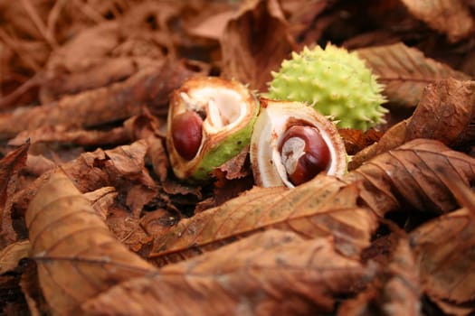 Autumn still life with chestnuts and leaves