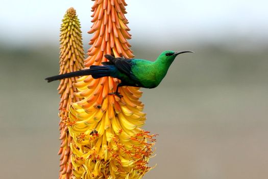 Pretty Malachite Sunbird feeding on an Aloe Flower