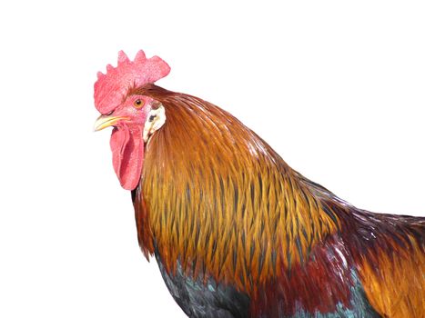 Isolated rooster on white background