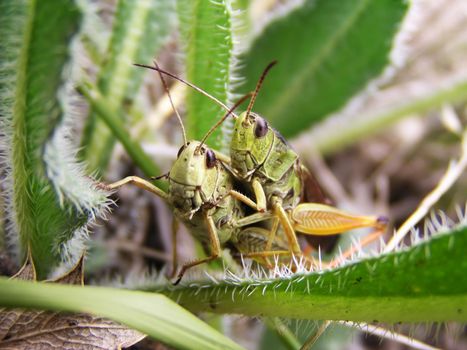 Two grasshoppers in the grass