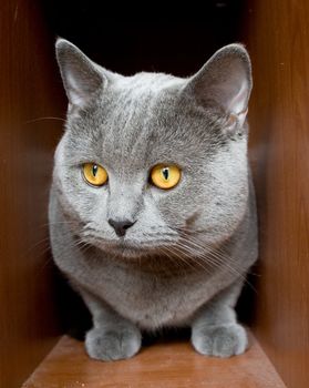 Gray british cat in the box 