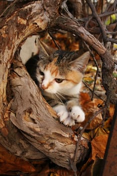 Autumn kittens in colorful leafs