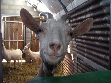 Funny goat on the farm