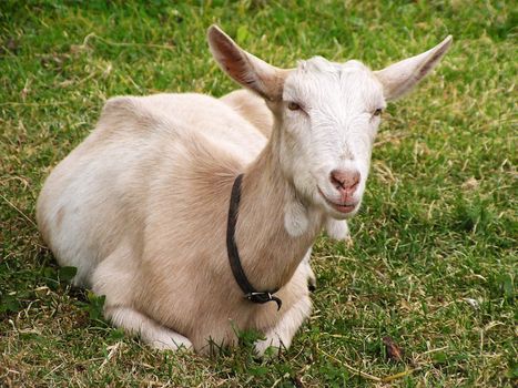 Resting goat on fresh grass