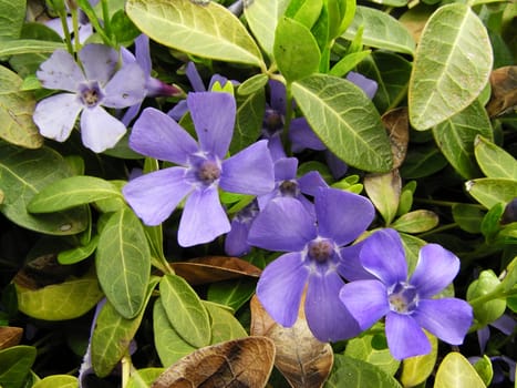 Blue spring flowers with autumn leafs