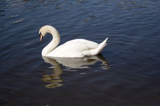 White swan on the dark blue river