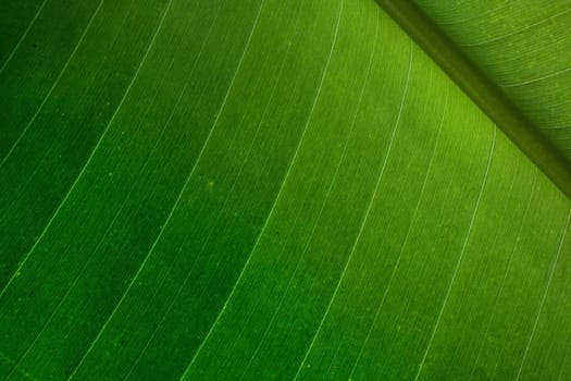 Green palm leaf detail - nice natural background
