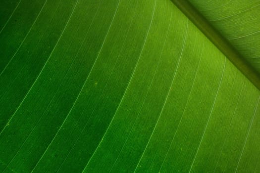 Green palm leaf detail - nice natural background
