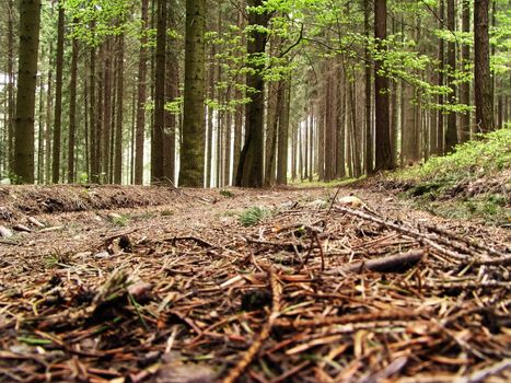 Forest way with the pine needles