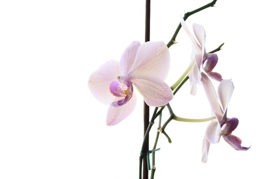 Orchid on white background