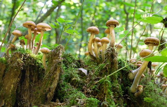 agaric honey fungus on stump in forest