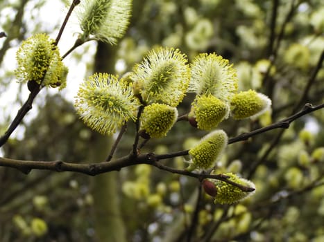 Fresh spring lambs-tails - nature is waking up