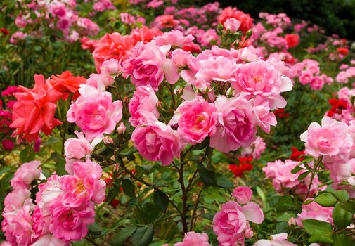 bush of beautiful pink roses